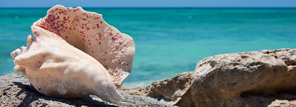 Muschel am Strand vor Grand Turk auf Karibik Kreuzfahrt