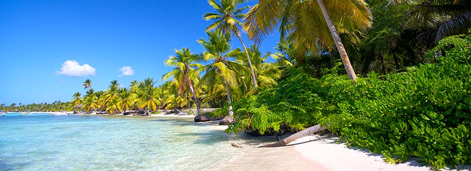 Palmen und Strand auf Karibik Kreuzfahrt