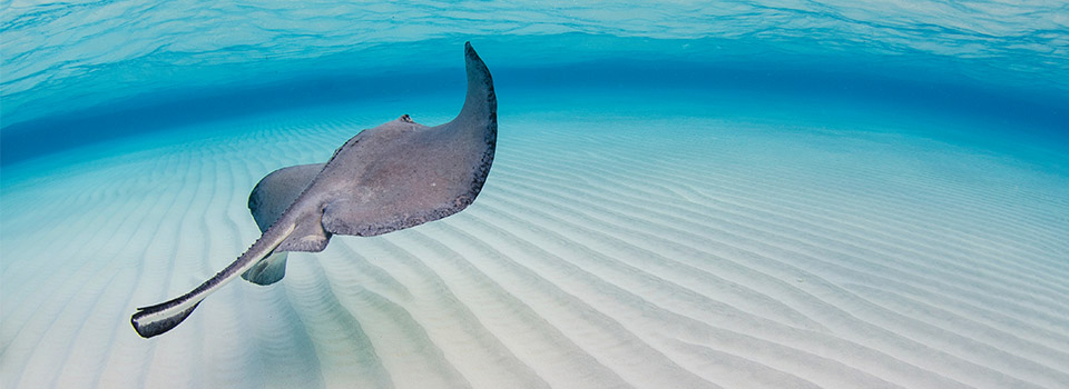 Westliche Karibik Kreuzfahrt Ausflug Stingray City