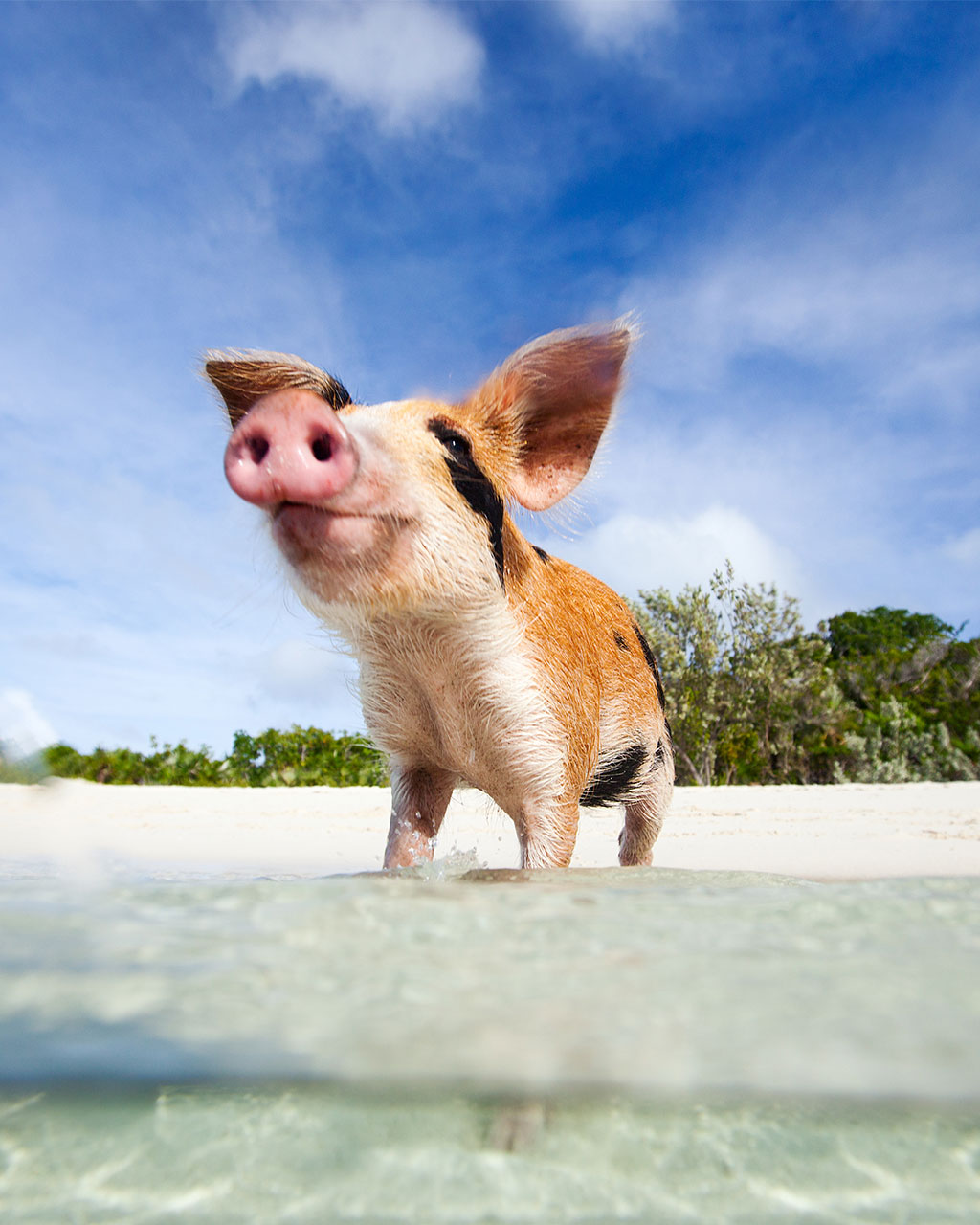 Schwimmende Schweine Bahamas
