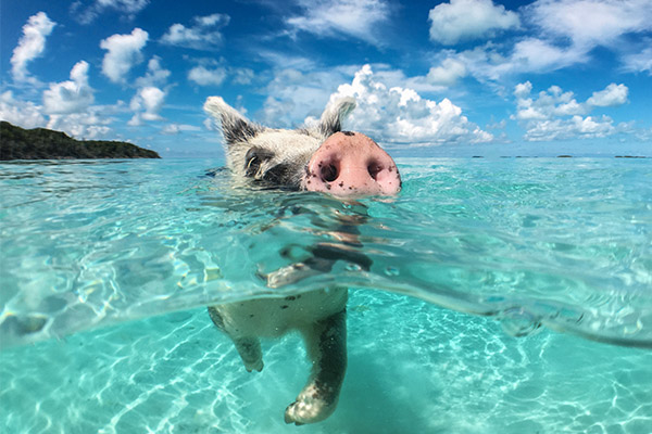 In der östlichen Karibik in den Bahamas gibt es schwimmende Schweine im Meer.